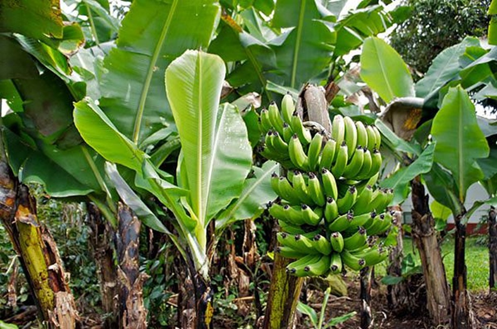 Mountain View Land with Several Building Sites and Mature Fruit Trees selected