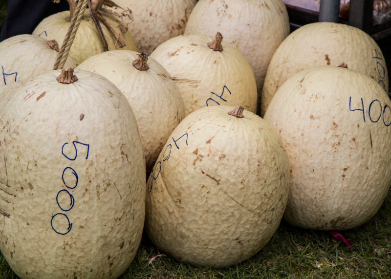 Costa Rica's chiverre melon, popularly used during Semana Santa to fill sweet empanadas with a jam made from this fruit.