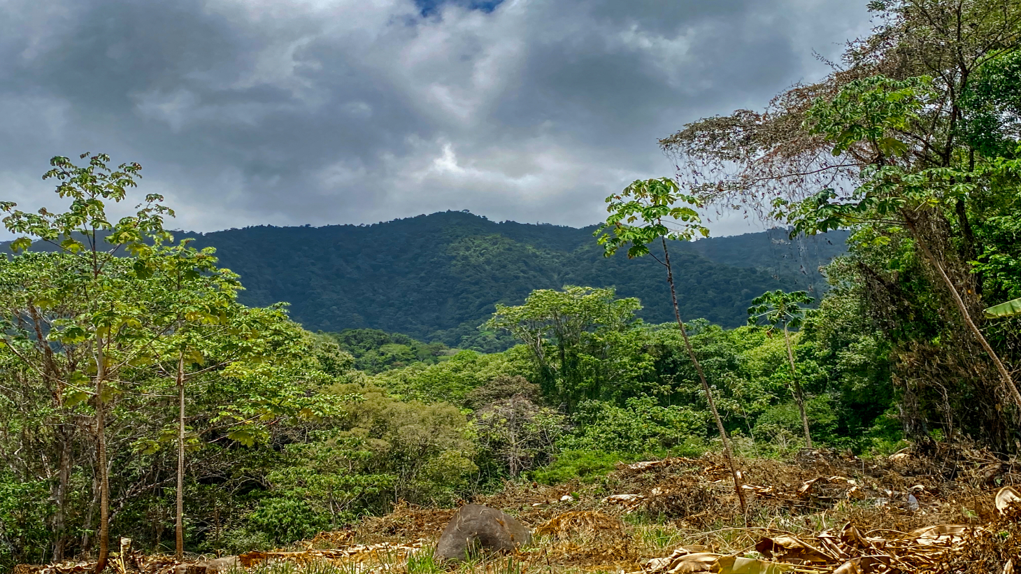 2.46 Acre Jungle Land for Sale in Ojochal with River Border selected
