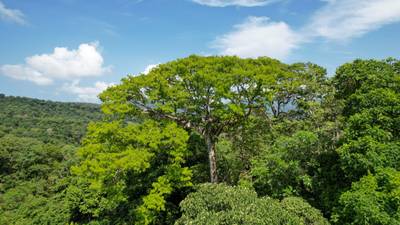 Valley of Dreams - A Beautiful Multi-Use Property Near Cacao Ridge, 10.85 Acres at a Phenomenal Price! image 3