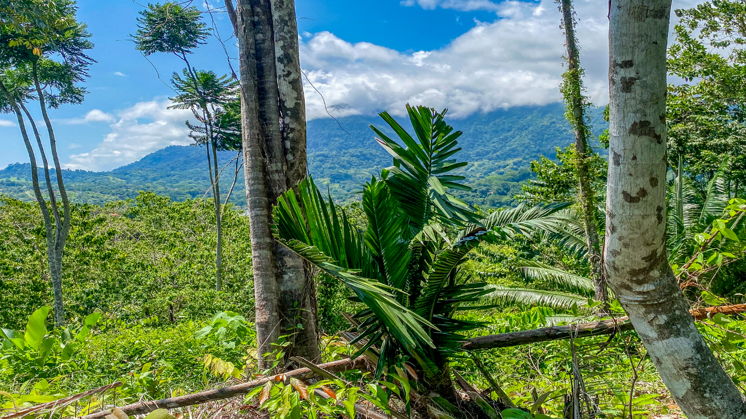 5.75 Acre Land for Sale in Ojochal | Ocean View Development Property selected