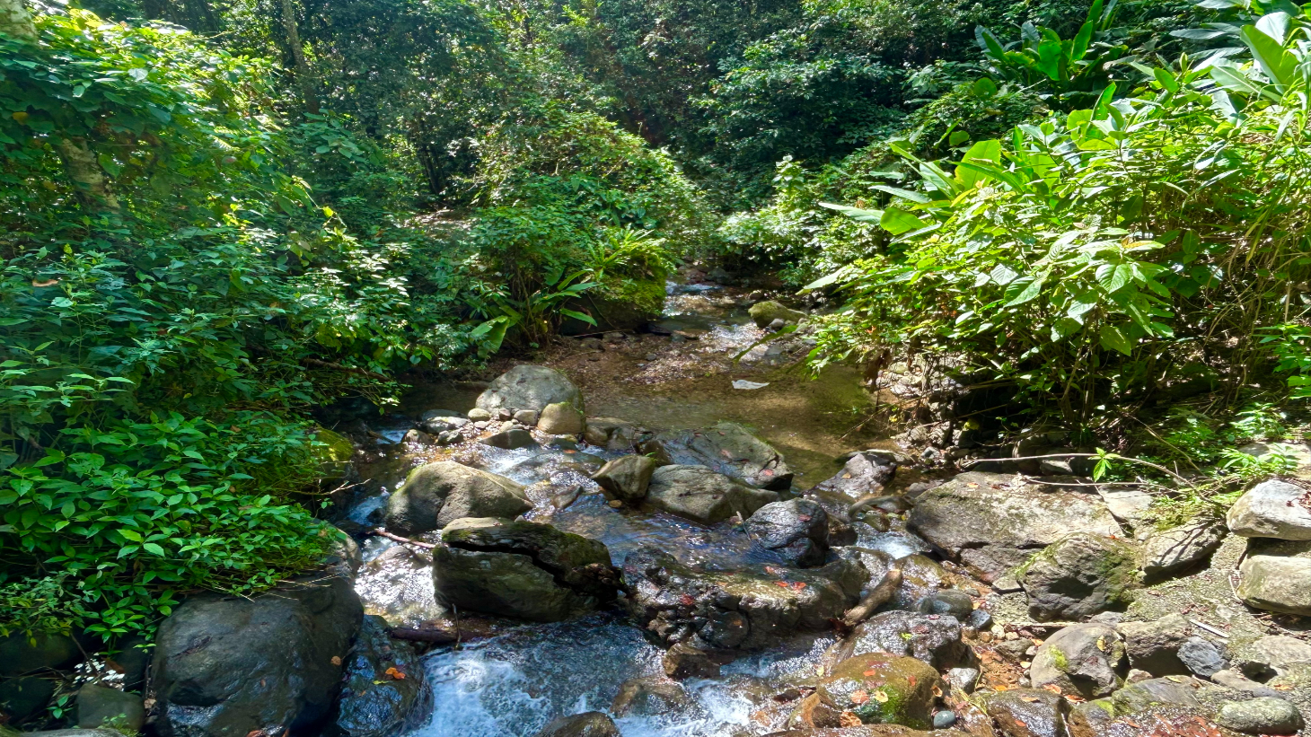 Selva Vista Estate – 5.9 Acres of Wild Beauty selected