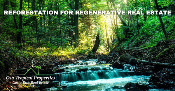 Promoting Reforestation For Regenerative Real Estate