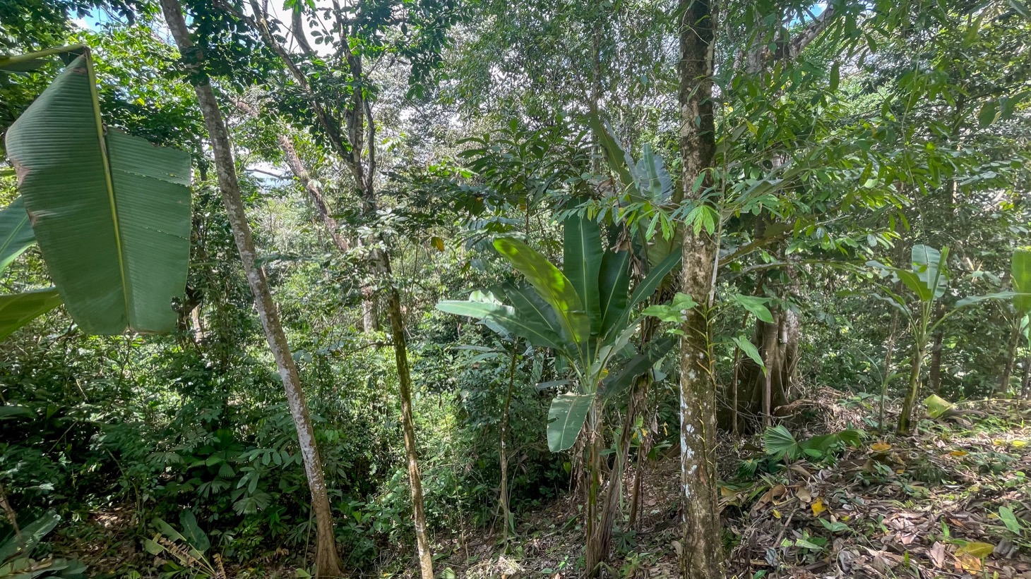 Land for Sale Near Ojochal, Costa Rica – Lot with Water & Electricity Near El Pavón Waterfall selected