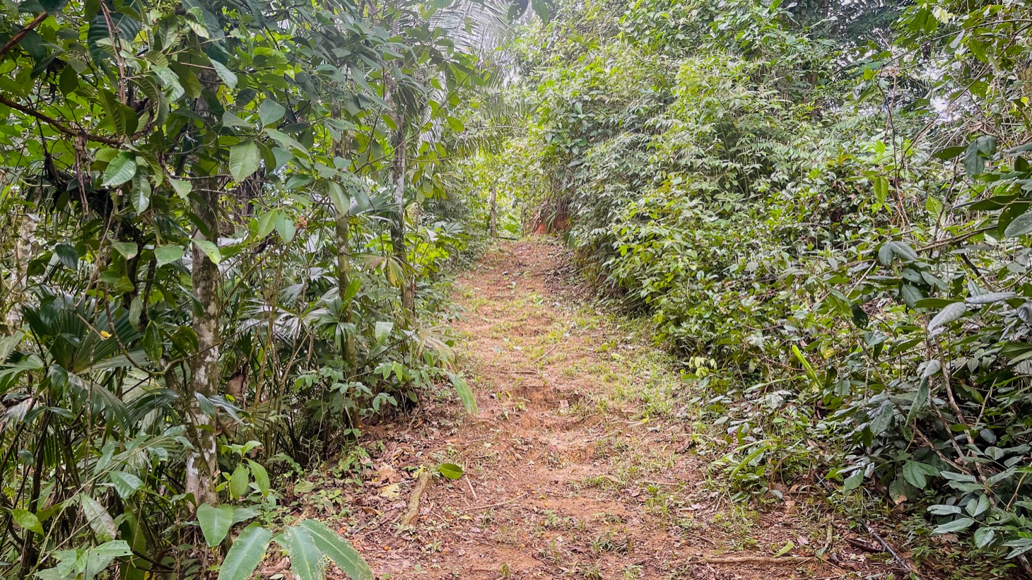 14-Acre Eco-Haven with Ocean View & Riverfront, Minutes from Beaches and National Park selected