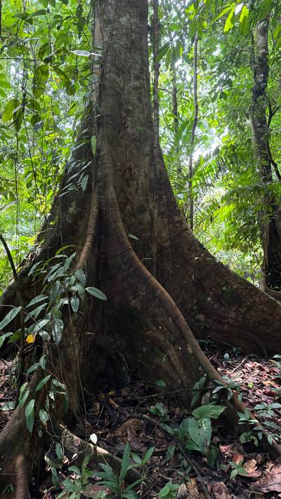 A Living Jungle Sanctuary on the River — 86 Hectares in Sabalo, Costa Rica image 3