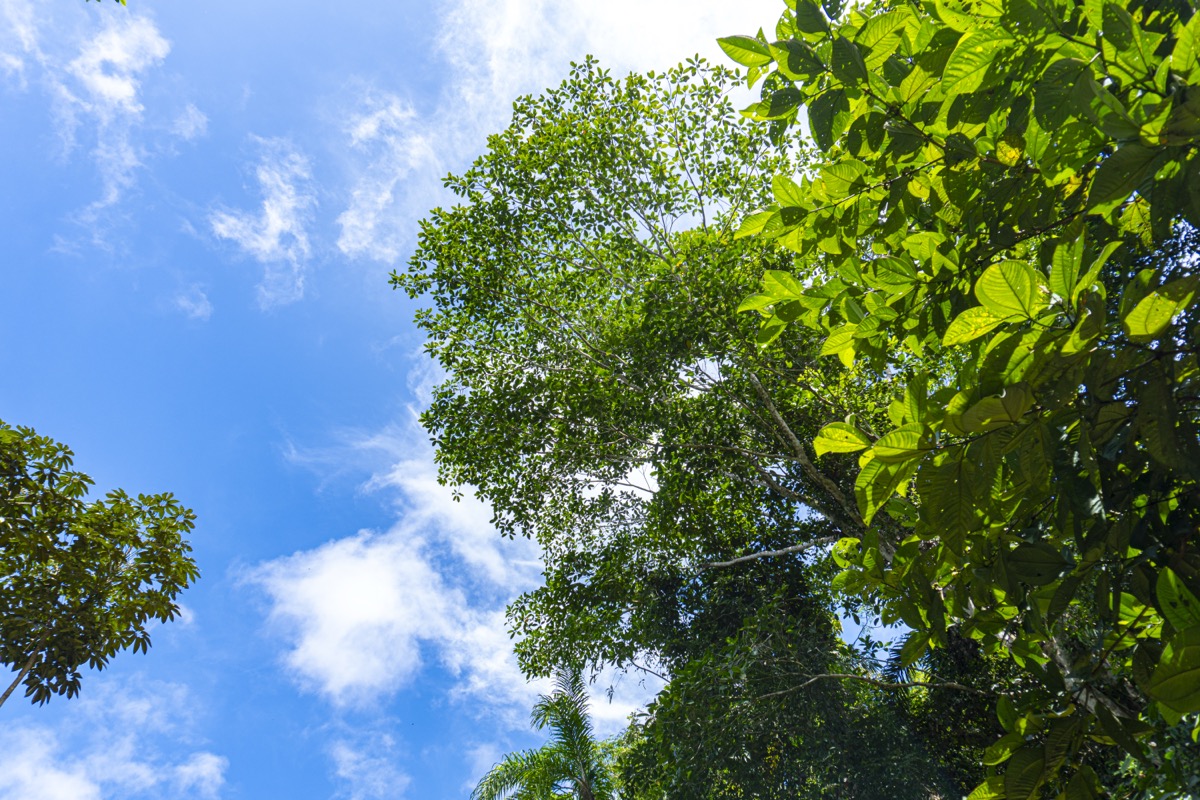 Secluded 2.9 Acre Jungle Lot with Mountain Views in San Buenas selected