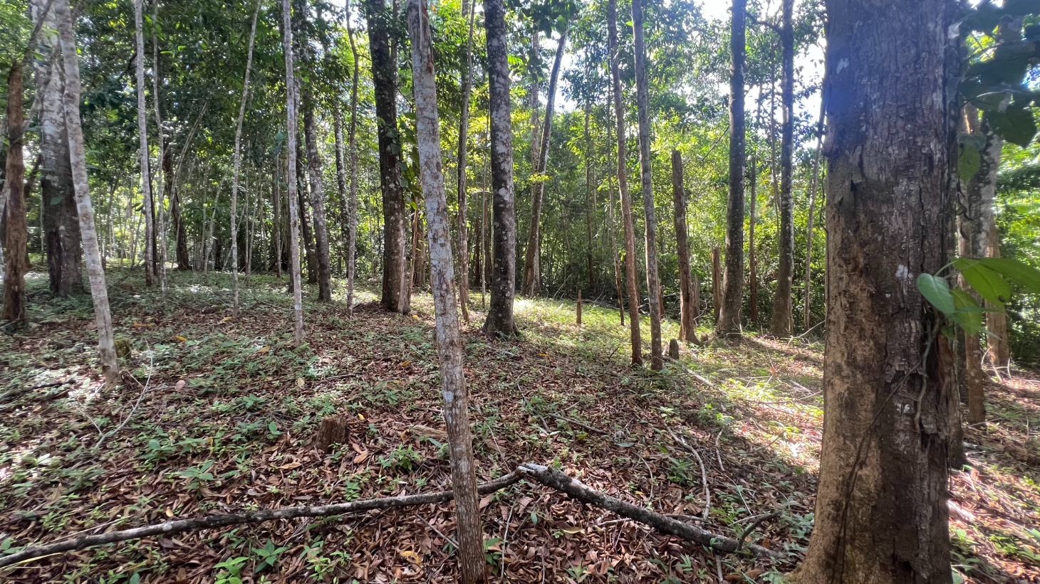 Build Ready Home Site with Easy Access in a Lush Rainforest Setting selected