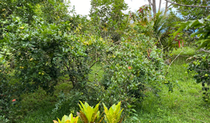 2.9 ACRES – Tons of Fruit Trees, 3 Bedroom Tico Home Plus Bodega In Tinamastes selected