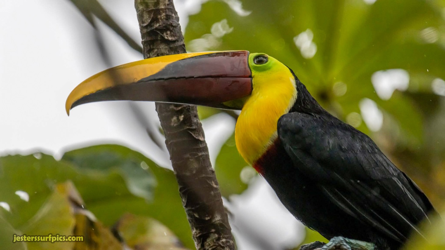 Valley of Dreams - A Beautiful Multi-Use Property Near Cacao Ridge, 10.85 Acres at a Phenomenal Price! selected