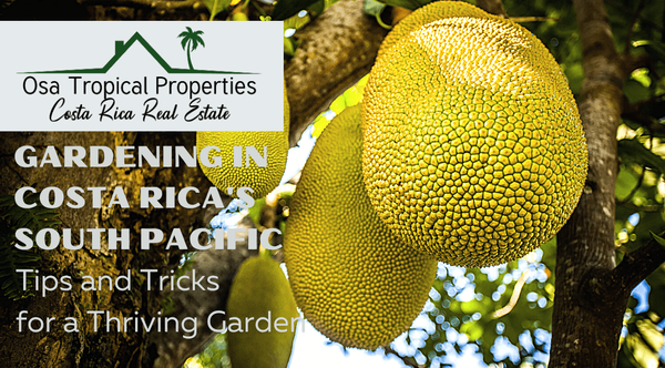 Gardening in Costa Rica's South Pacific: Tips and Tricks for a Thriving Garden