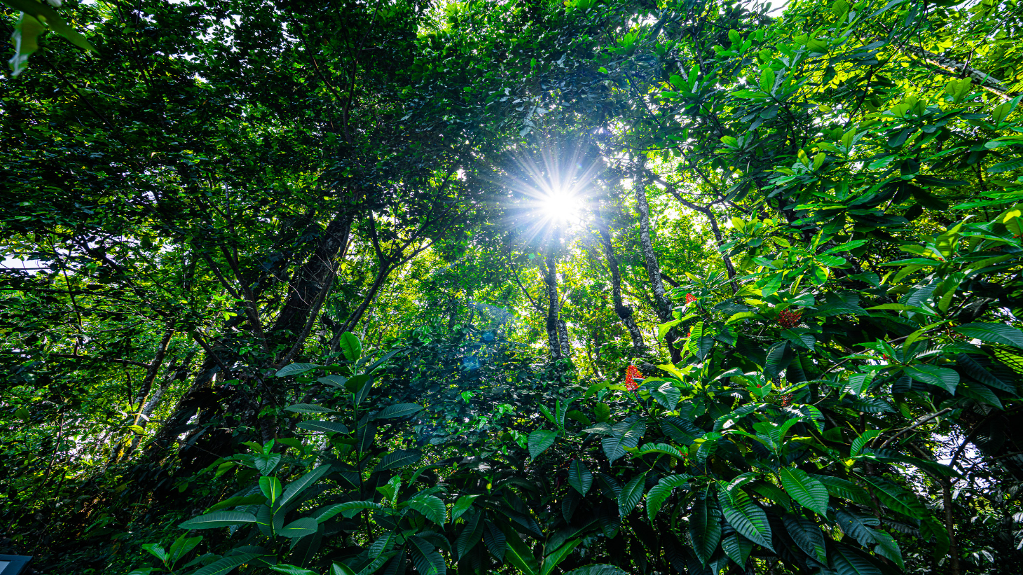 Home Near Downtown Uvita with Private Forest and Creek selected