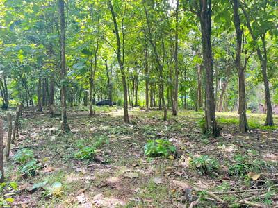 Prime 0.37-Acre Build-Ready Lot Steps from Marino Ballena National Park in Uvita image 3