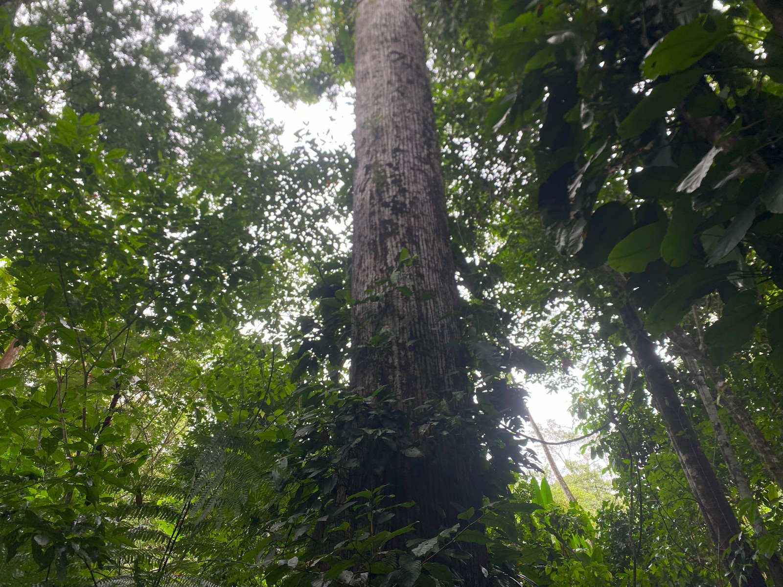 Turnkey Riverside Retreat in Ojochal selected