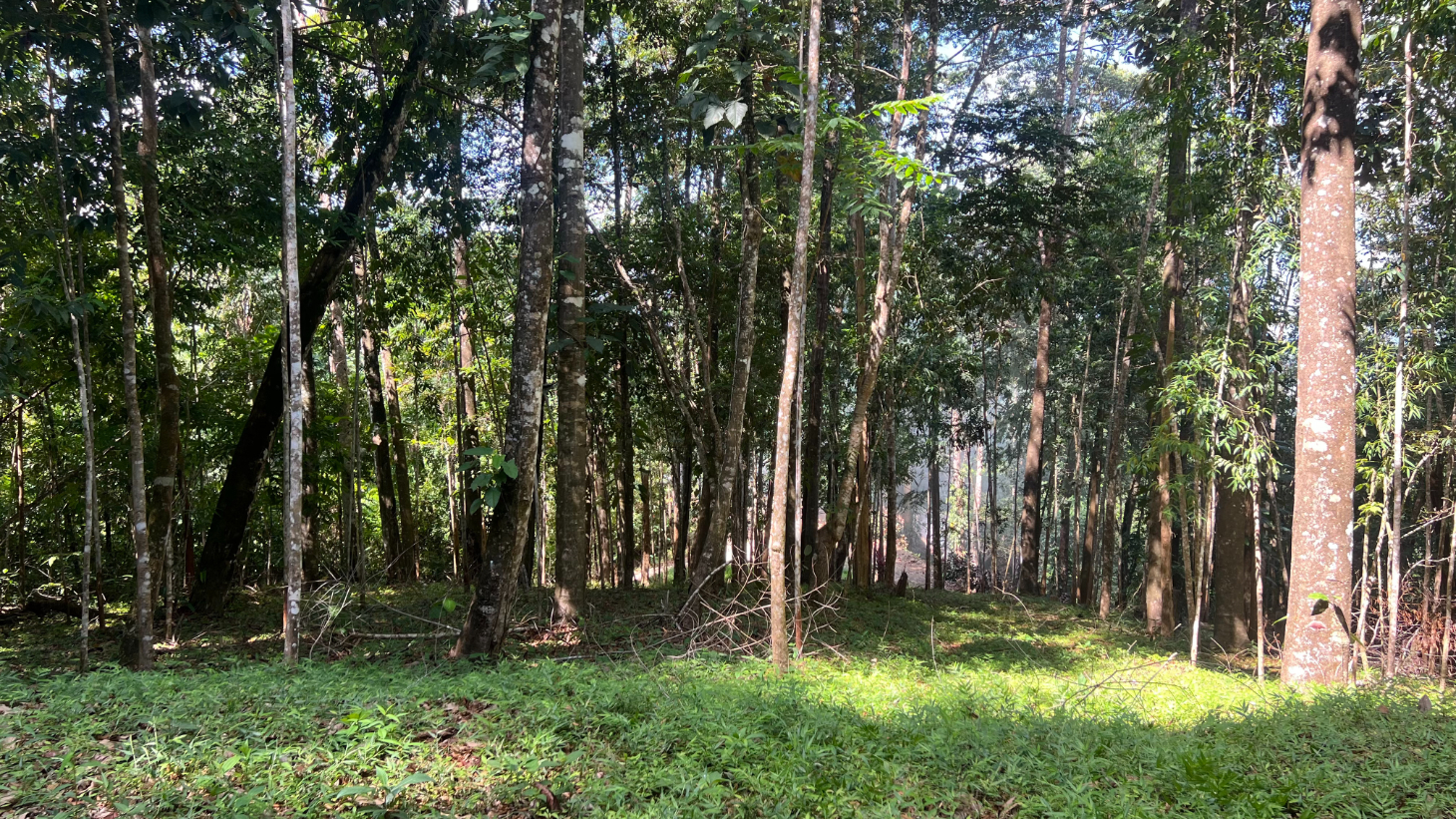 Build Ready Home Site with Easy Access in a Lush Rainforest Setting selected
