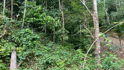 Build Ready Home Site with Easy Access in a Lush Rainforest Setting image 3