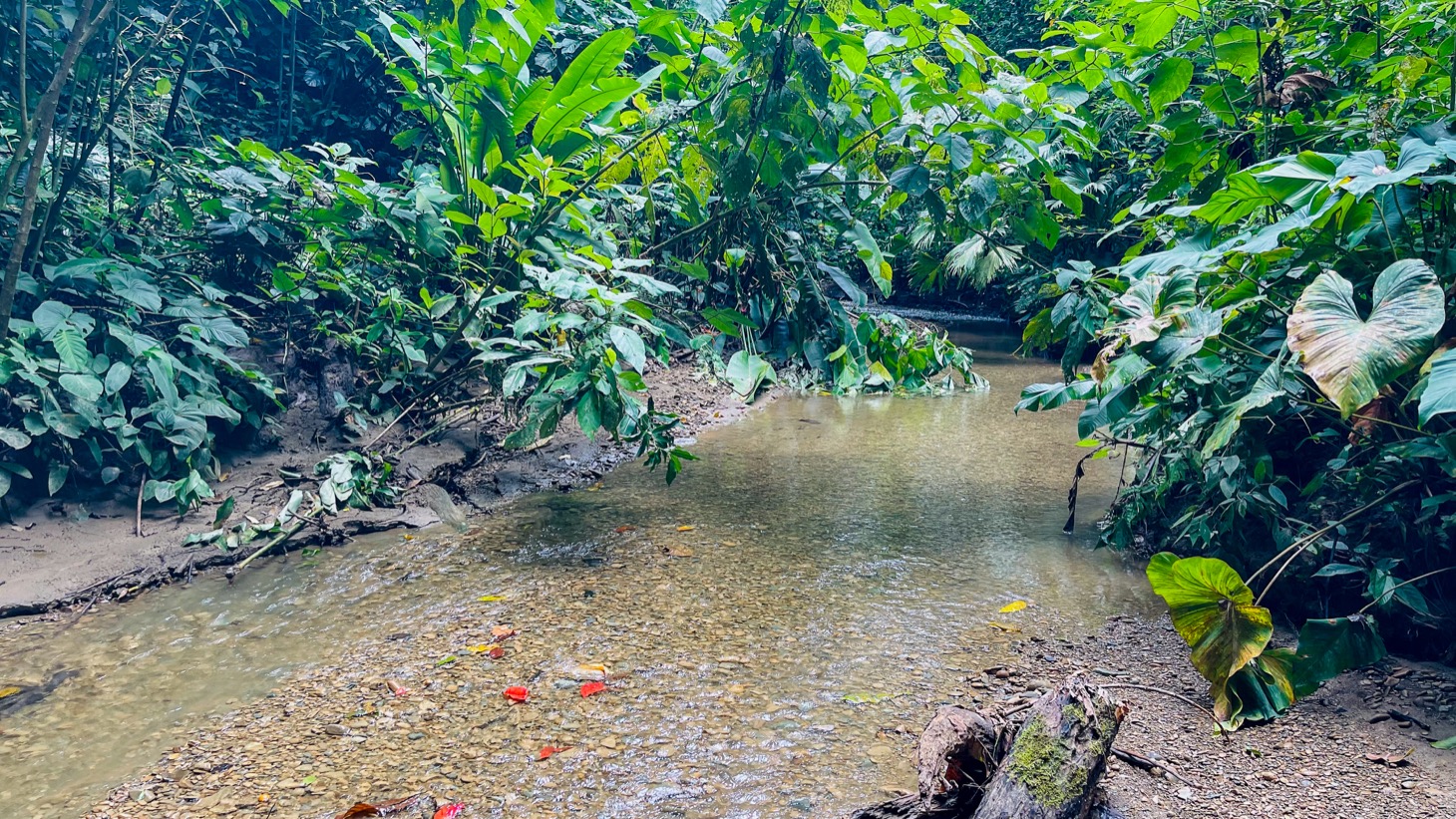 14-Acre Eco-Haven with Ocean View & Riverfront, Minutes from Beaches and National Park selected