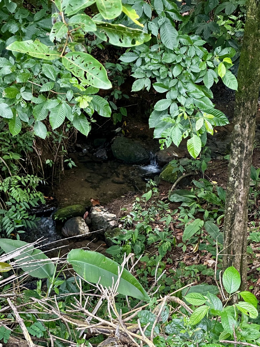 Fixer-Upper with Stream, Forest Views, and Investment Potential in Playa Hermosa selected