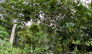 2.9 ACRES – Tons of Fruit Trees, 3 Bedroom Tico Home Plus Bodega In Tinamastes selected