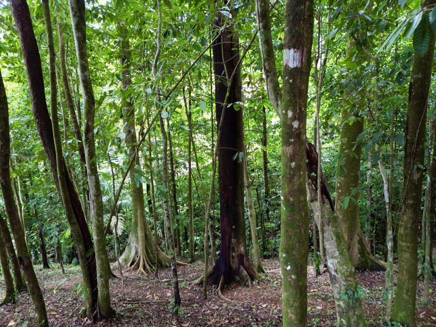 Ocean & Mountain View Property in Phase 11 of Ojochal selected