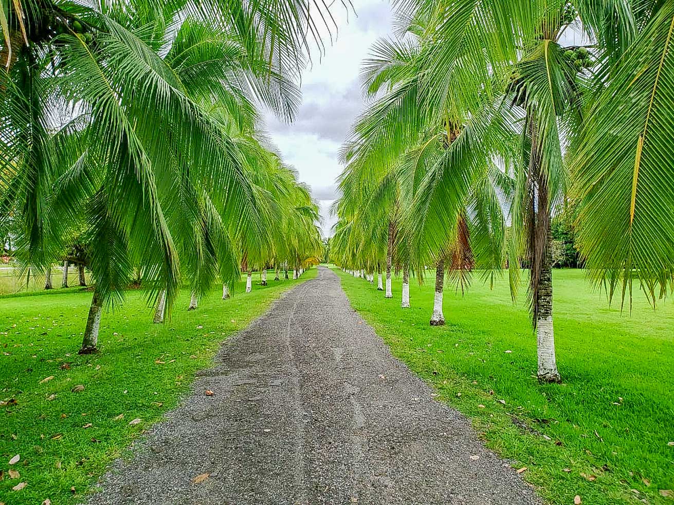 13.4 Acres of Prime Development Land with Direct Airport Access in Palmar Sur selected