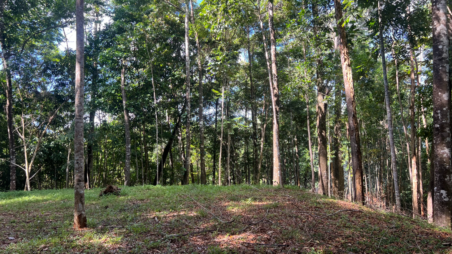 Build Ready Home Site with Easy Access in a Lush Rainforest Setting selected