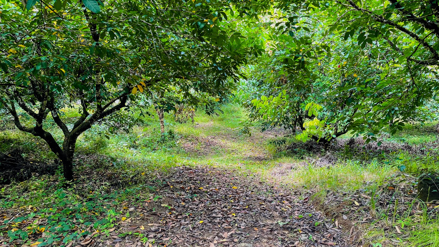 Premium 9.3-Hectare Farm for Sale in Ojochal, Costa Rica selected