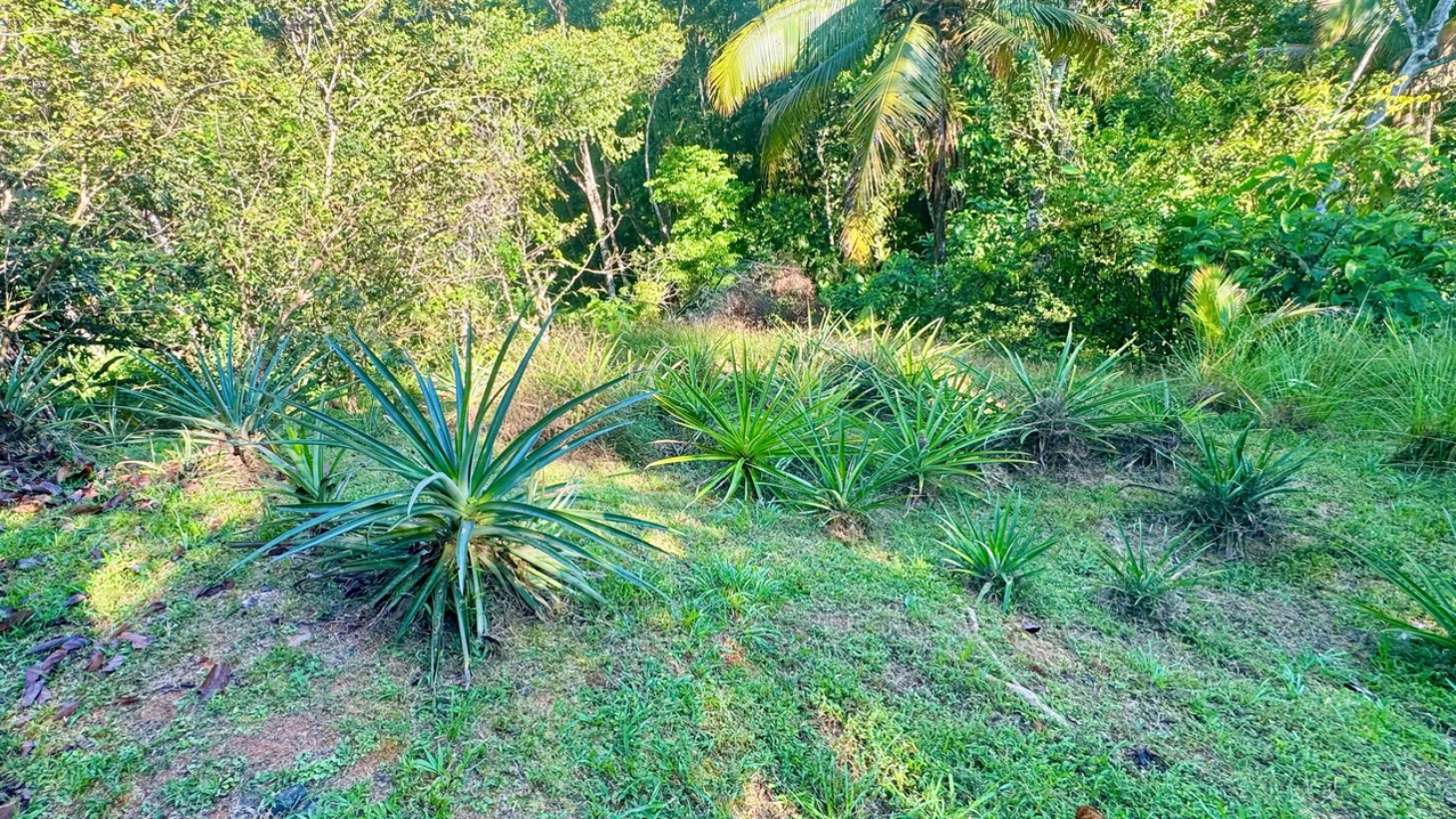 Private Dominical Retreat Main Home Guest House and Rancho selected