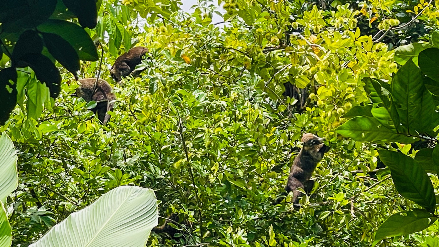 Premium 9.3-Hectare Farm for Sale in Ojochal, Costa Rica selected