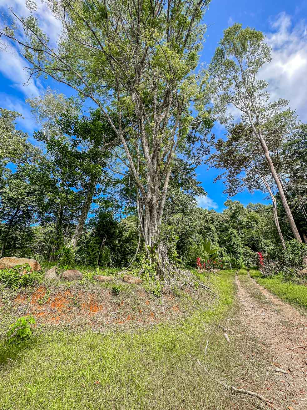 Wonderful Jungle Lot with a Crystal Mountain River Border in Ojochal selected