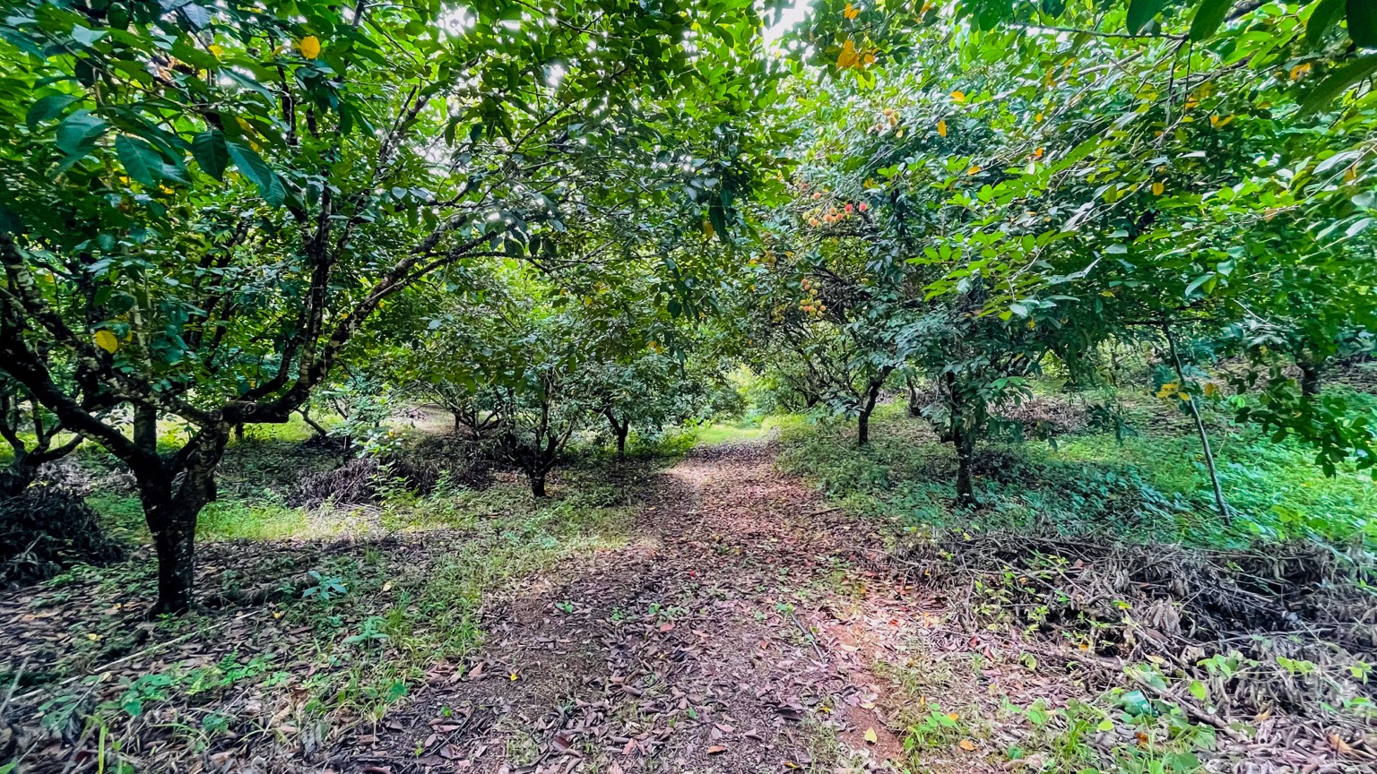 Premium 9.3-Hectare Farm for Sale in Ojochal, Costa Rica selected